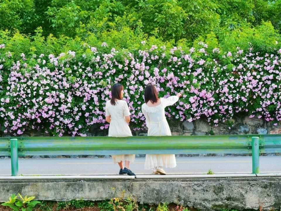 颜值满分，汉中这里的蔷薇花开啦