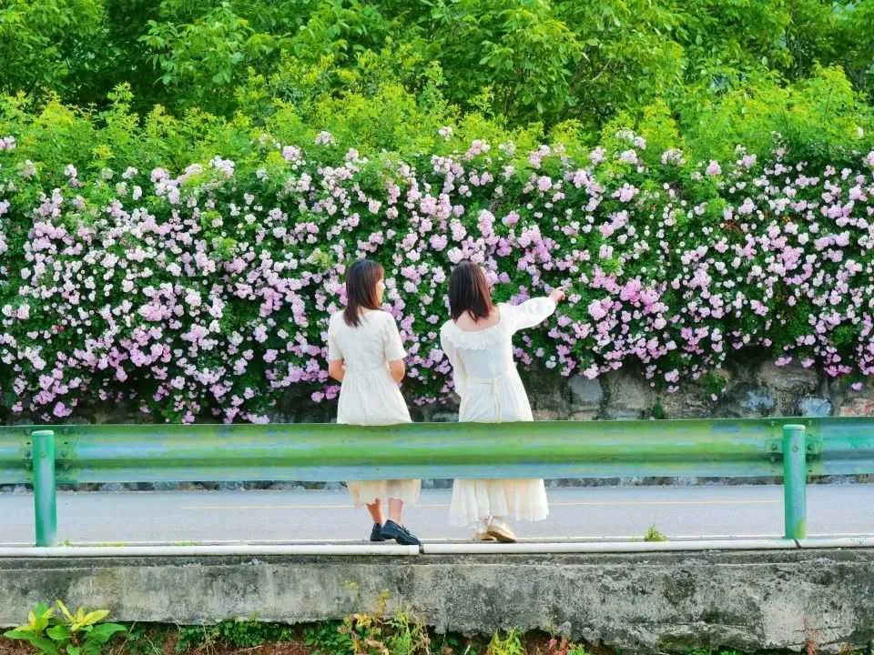 颜值满分,汉中这里的蔷薇花开啦