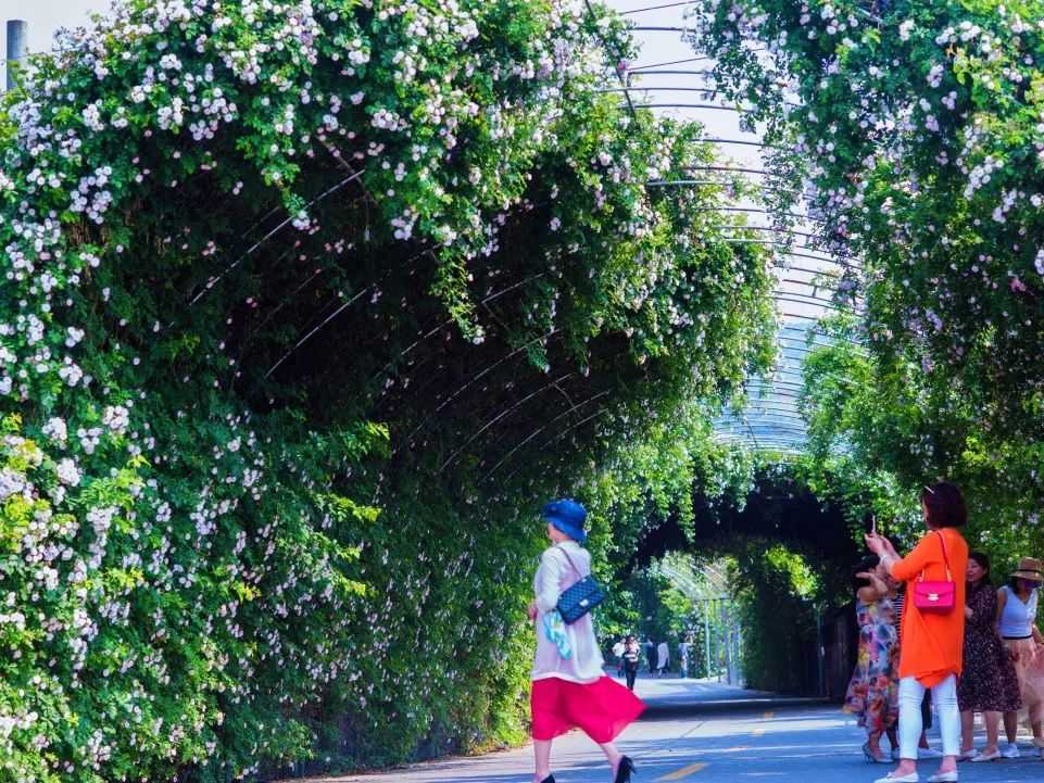 颜值满分，汉中这里的蔷薇花开啦