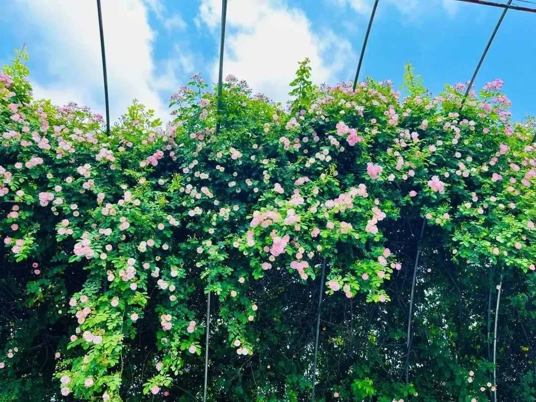 颜值满分,汉中这里的蔷薇花开啦