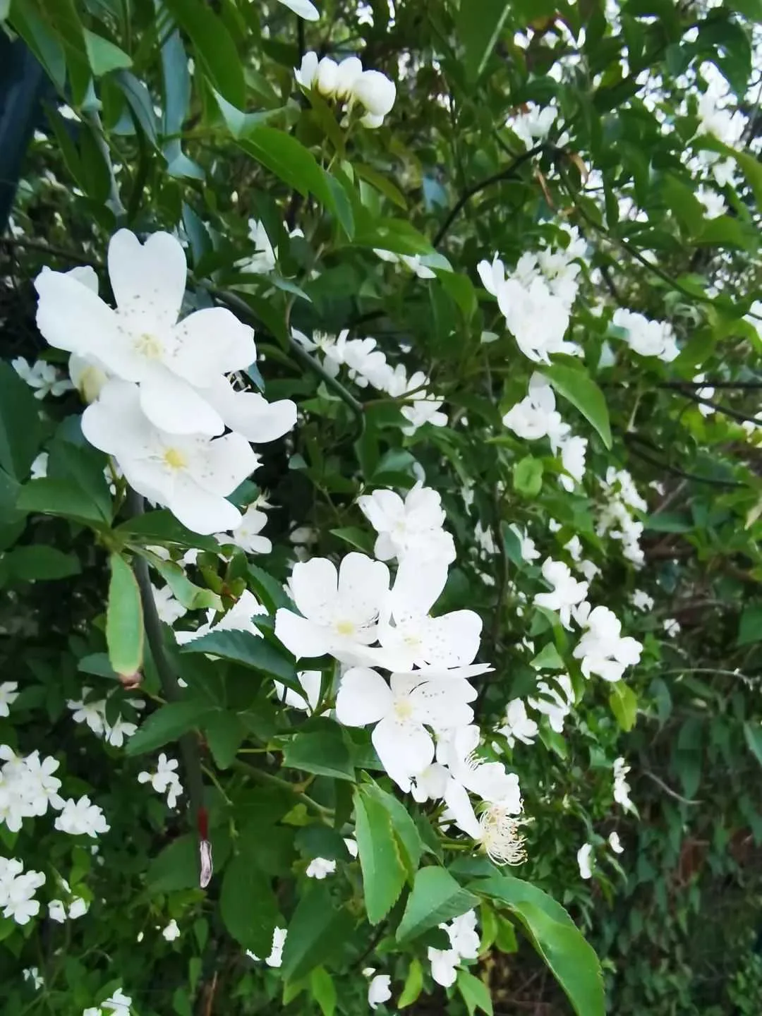 颜值满分,汉中这里的蔷薇花开啦