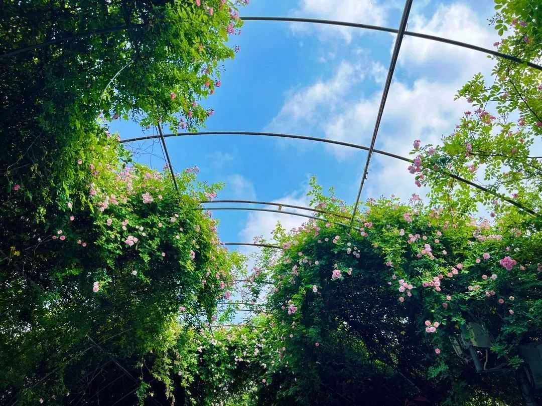 颜值满分，汉中这里的蔷薇花开啦