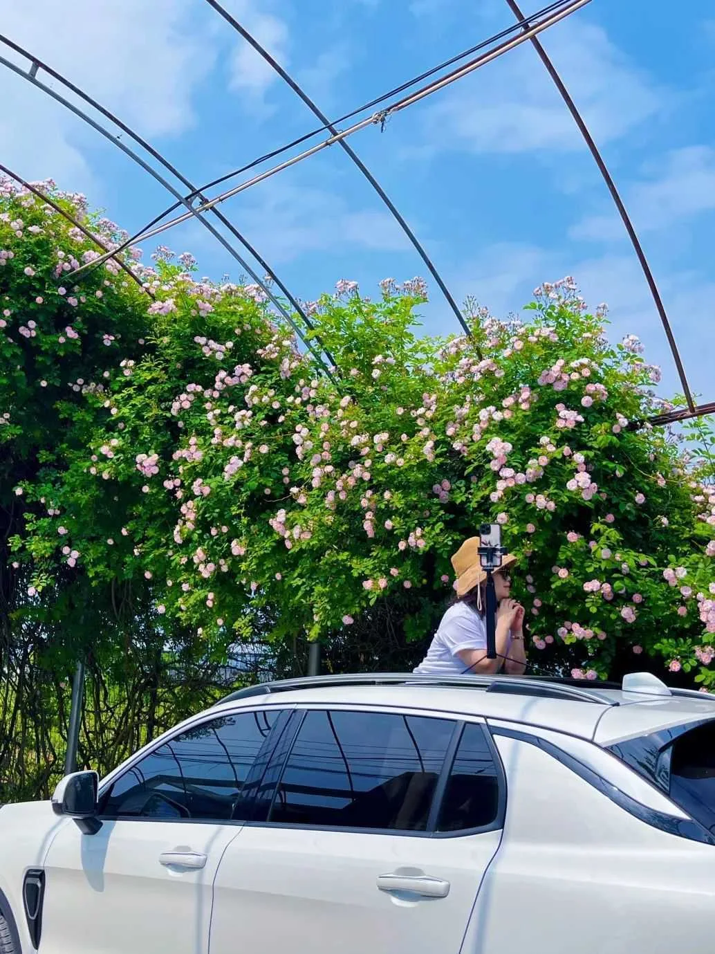 颜值满分,汉中这里的蔷薇花开啦