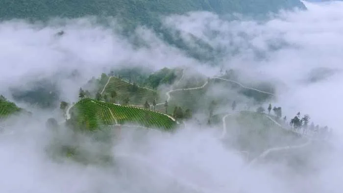 楮河茗饮赋
