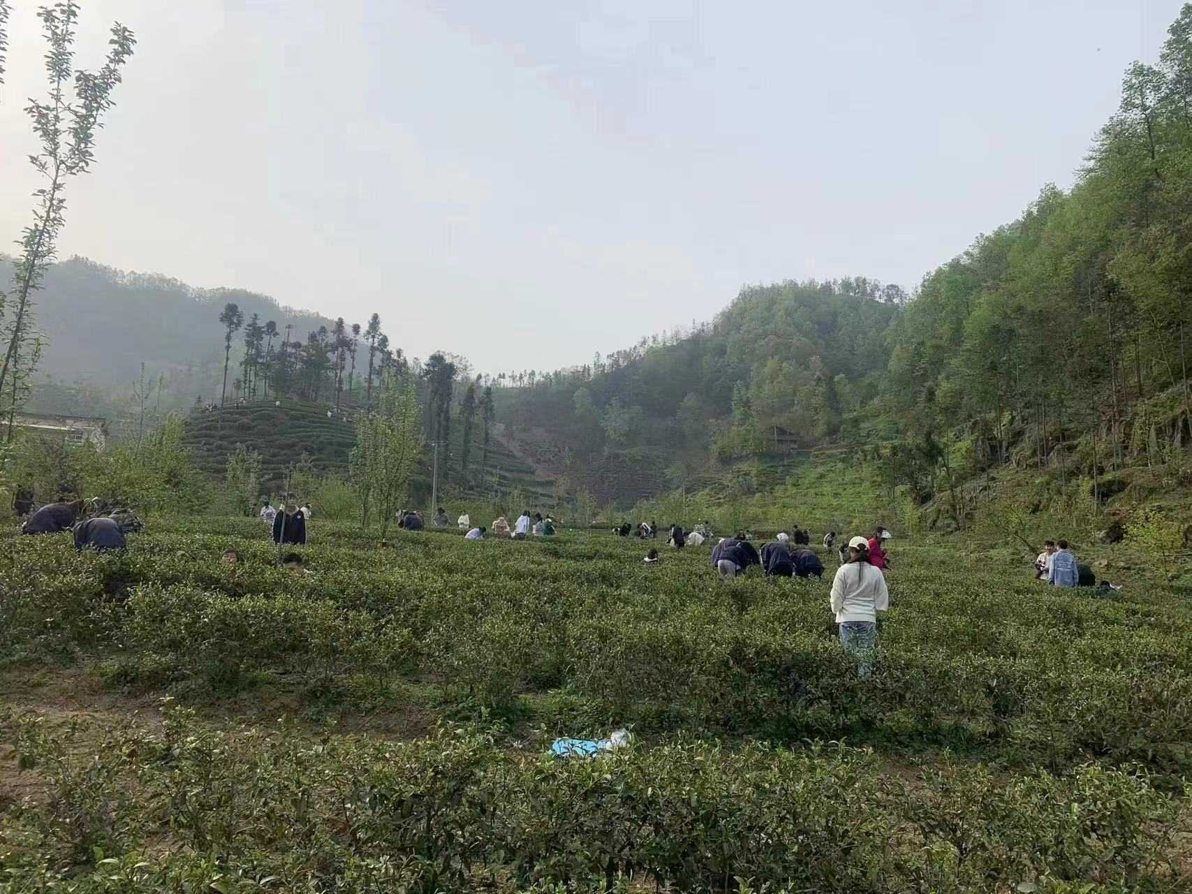 楮河茗饮赋
