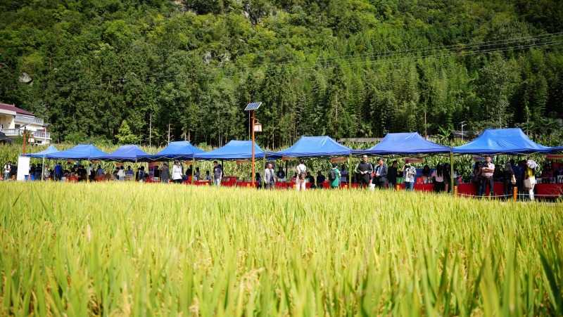 庆丰收，促和美 | 略阳县第六届中国农民丰收节开幕