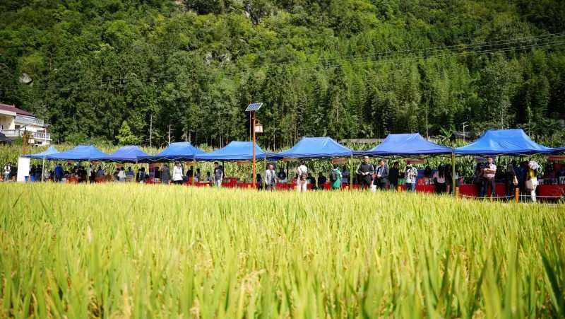 庆丰收,促和美 | 略阳县第六届中国农民丰收节开幕