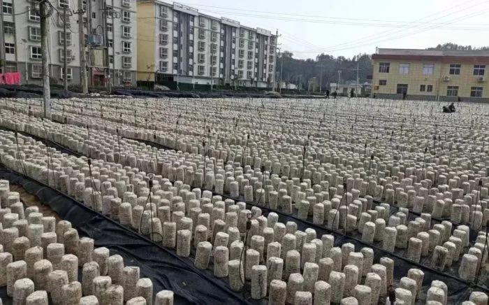 洋县这个村发展地栽木耳,种出好“钱”景!