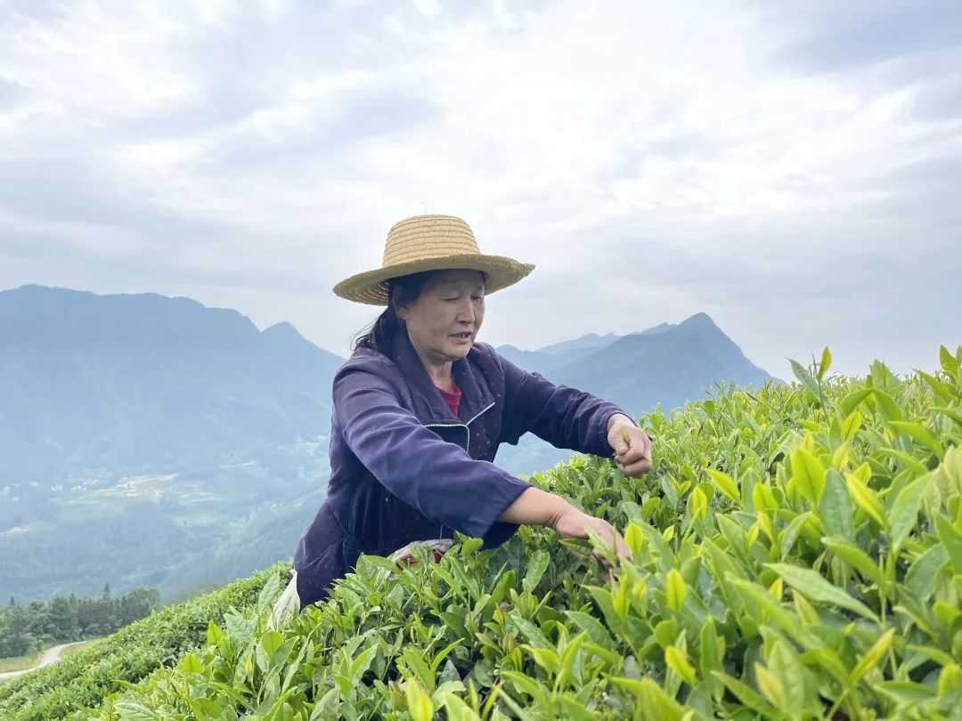 2023陕西·汉中（城固）柑桔旅游文化月活动正式启动