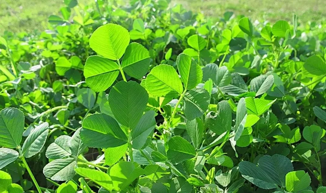 赏春花，吃春菜，把春天“吃进肚子”