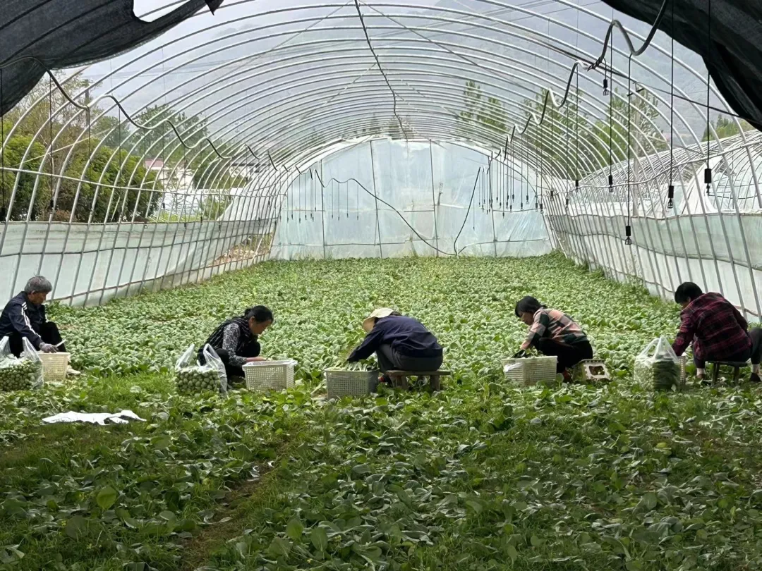 日均供应蔬菜800吨，汉台区的蔬菜大棚内却暖意融融、绿意盎然