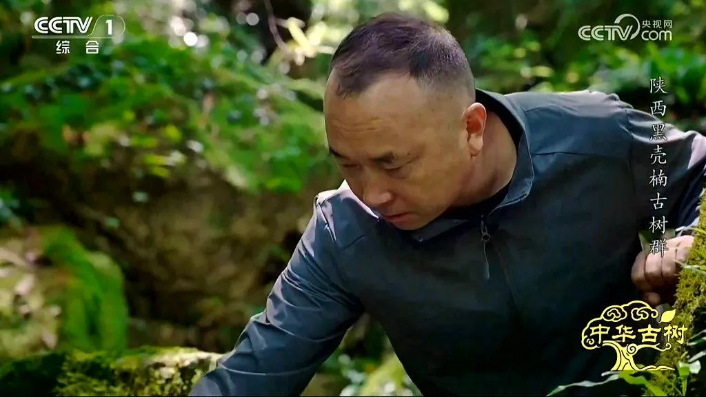 央视聚焦！西乡这片古树林惊艳了全国！