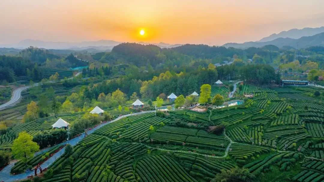享誉全国！我们的“汉中茶”！