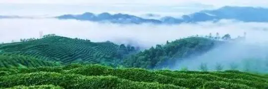 春假去茶园！沿着这条“汉中绿色”线路走→