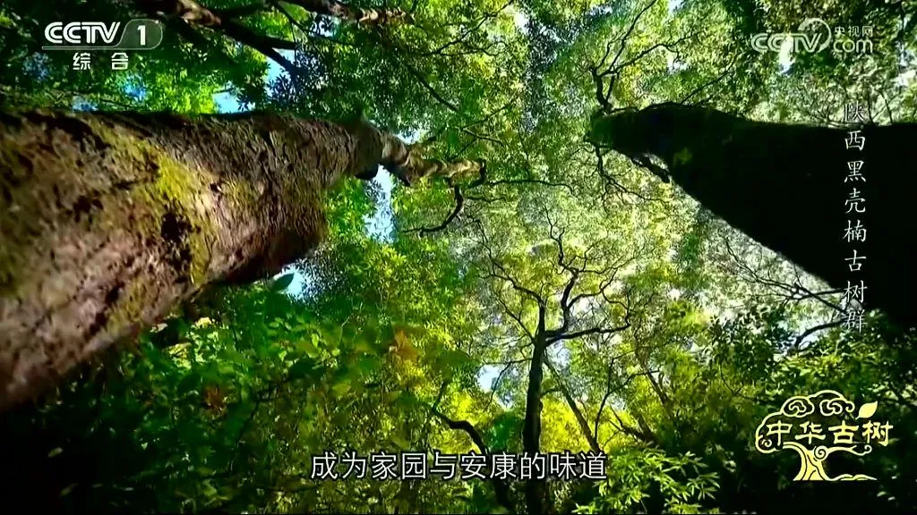 央视聚焦！西乡这片古树林惊艳了全国！