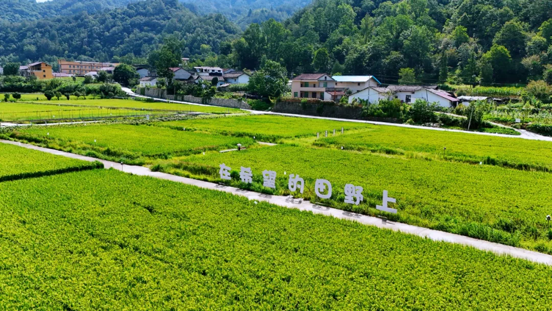 垂钓、逛展、追音乐… 陈家坝稻田音乐季，承包你的周末快乐！