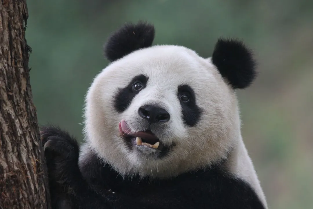 春节不打烊！熊猫谷惊喜福利陪你过大年！