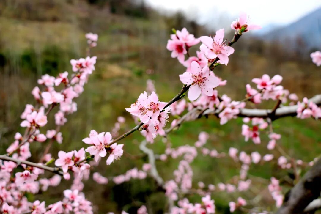 清明春假去哪玩?留坝这几条神仙路线,把秦岭春天一网打尽