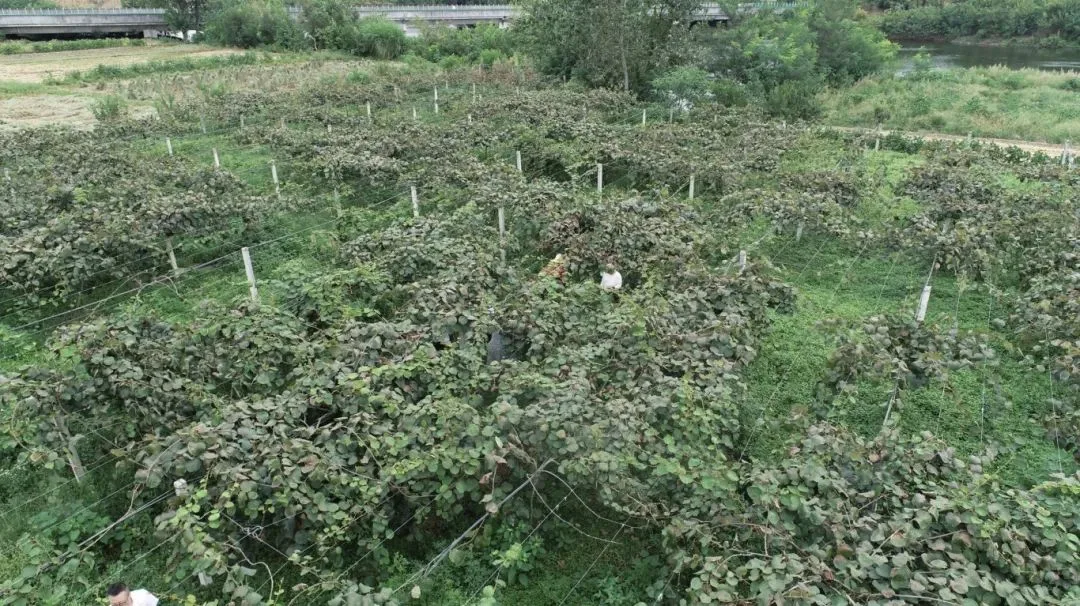 汉台9000余亩猕猴桃迎来丰收季