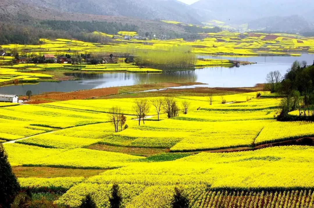 收藏！你想知道的2023汉中油菜花节主会场信息，都在这里了→