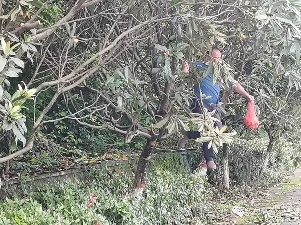 汉中一司机在高速公路上摘枇杷 记9分