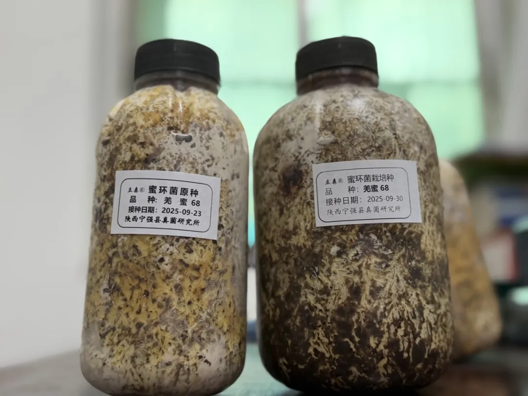 一株天麻,撬动20亿产值!汉中做到了!