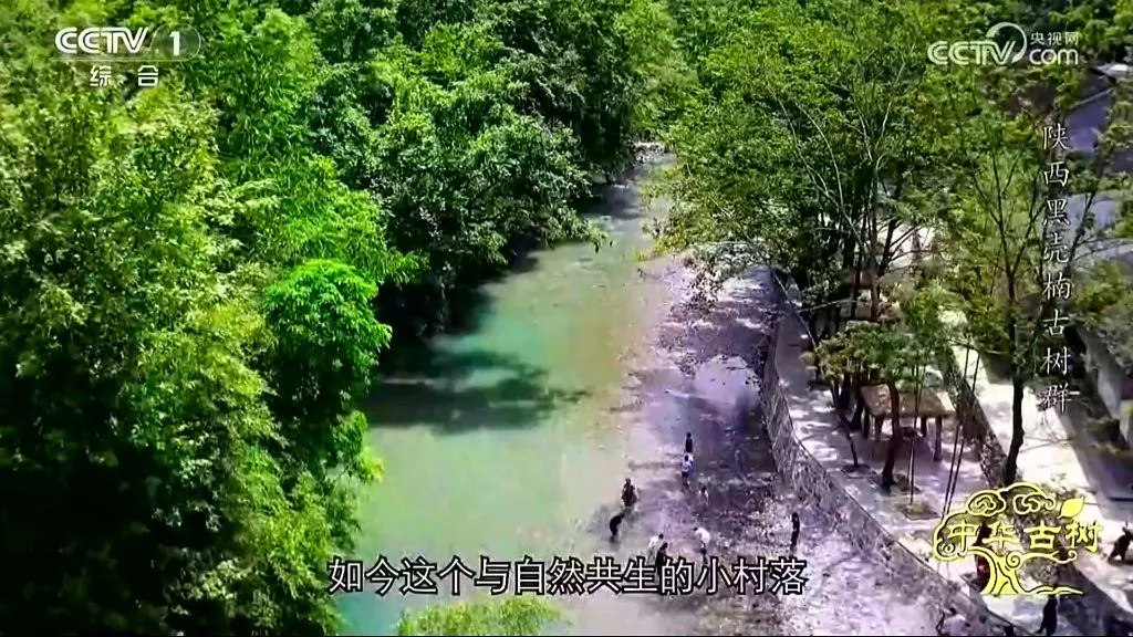 央视聚焦！西乡这片古树林惊艳了全国！