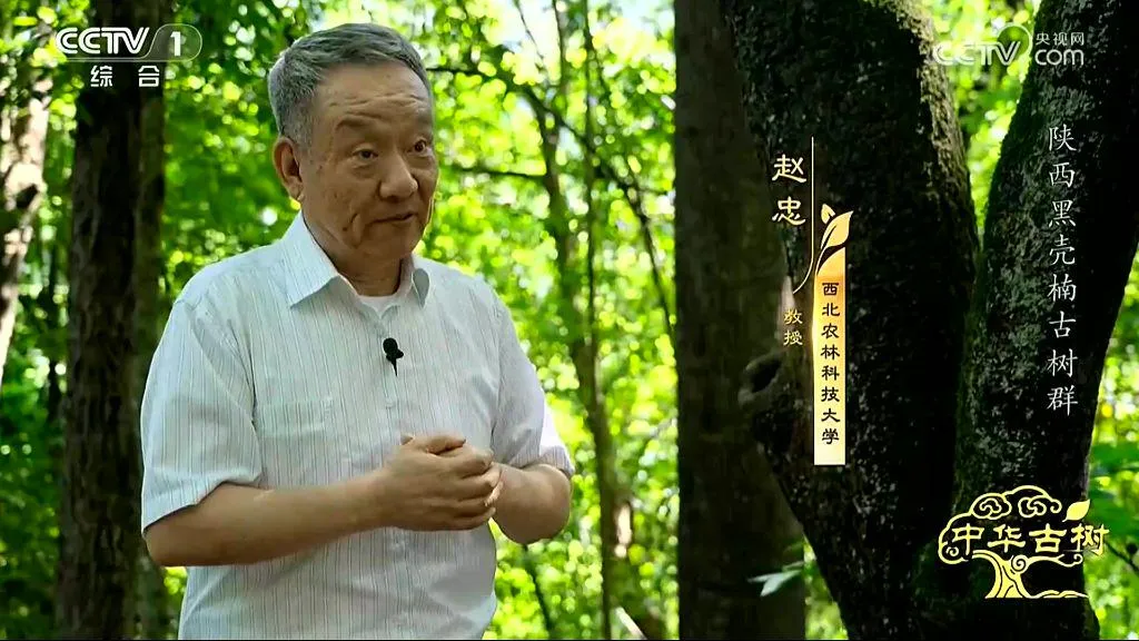 央视聚焦！西乡这片古树林惊艳了全国！