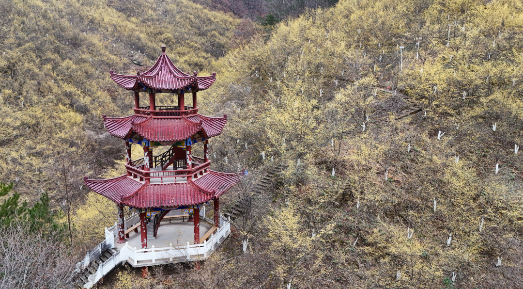 佛坪春日漫之旅：雪山缀金黄，烟火伴清欢，这才是春天该有的样子