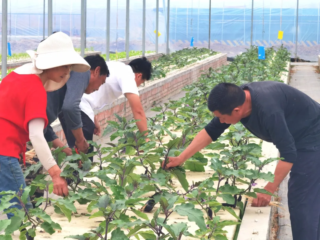 满格电结出汉台农业“致富果”