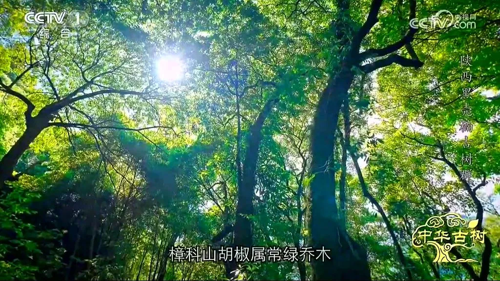 央视聚焦！西乡这片古树林惊艳了全国！