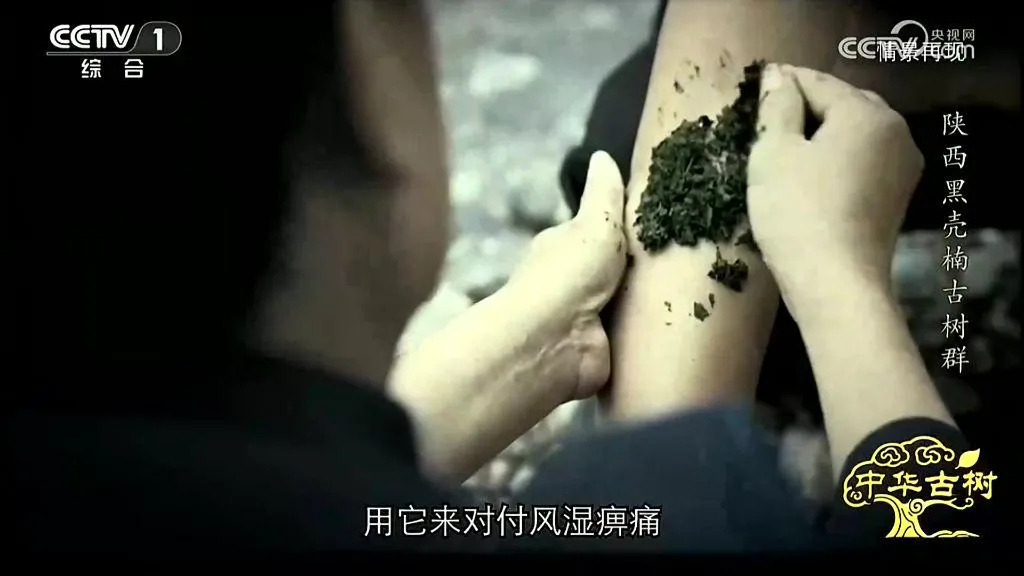 央视聚焦！西乡这片古树林惊艳了全国！