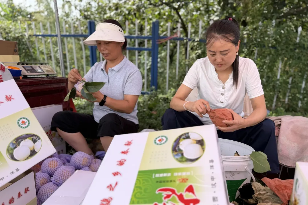 汉中的黄金梨熟了!甜度拉满~