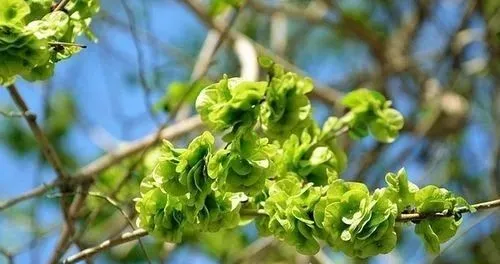 赏春花，吃春菜，把春天“吃进肚子”