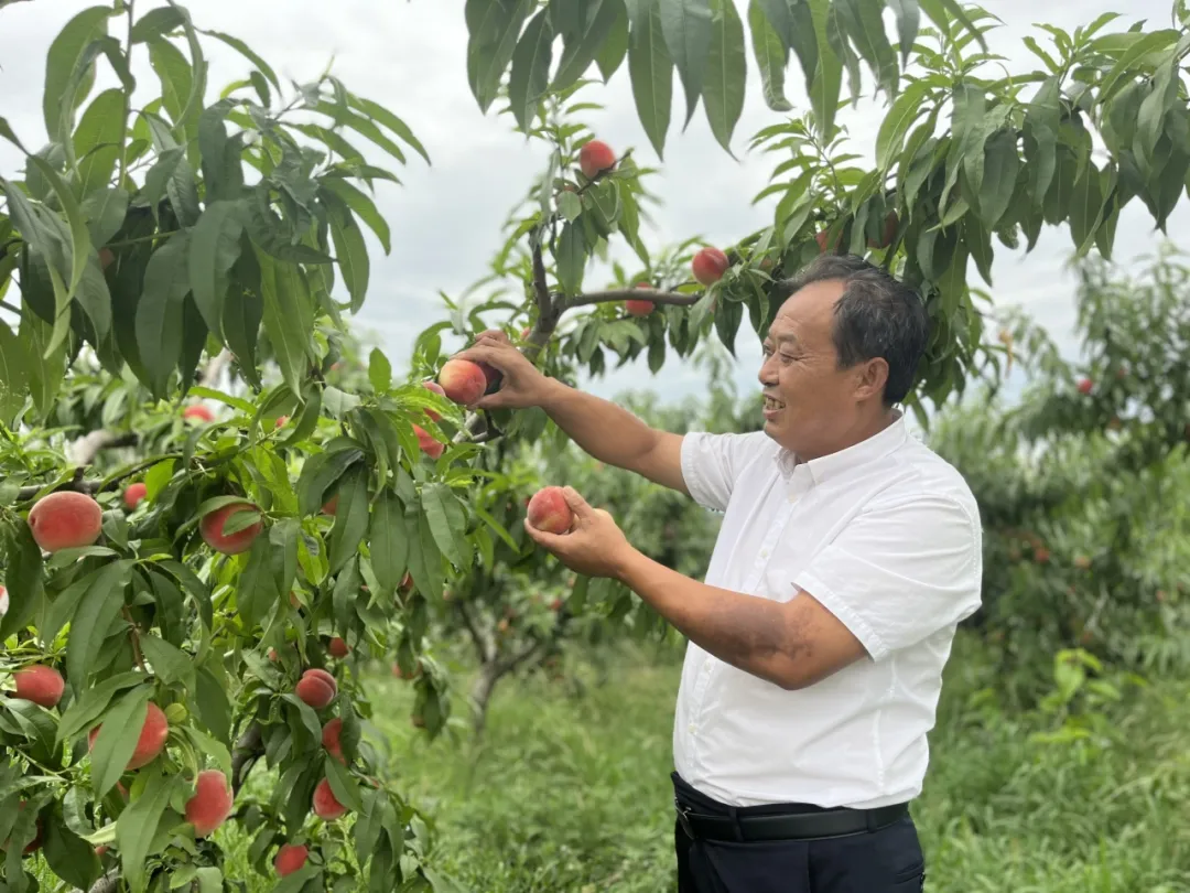 致富找出路!汉中村支书在土地里做“实验”→