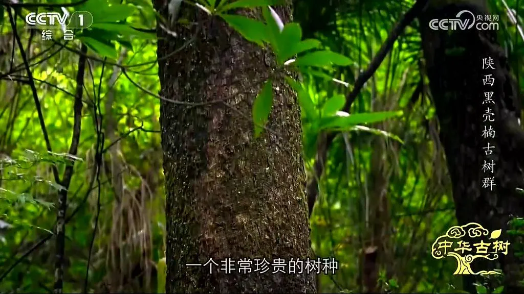 央视聚焦！西乡这片古树林惊艳了全国！