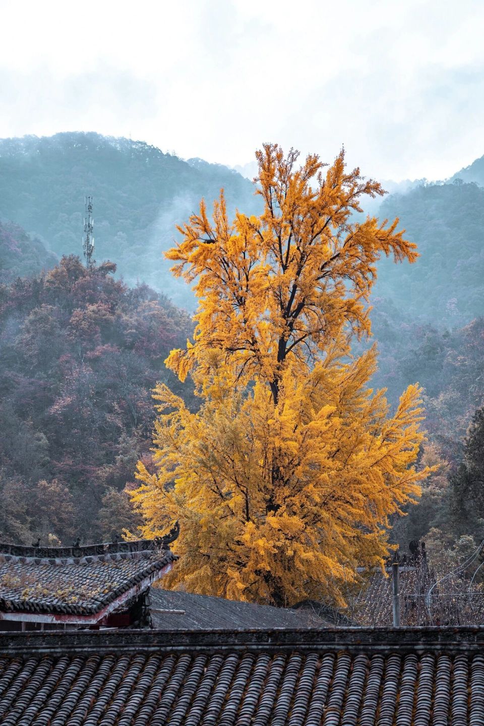 谁说秋天只有凋零?紫柏山两日游攻略来了!