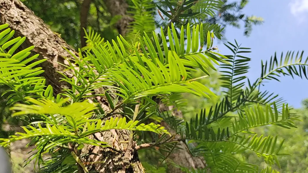 17只羚牛首度同框！揭秘秦岭24小时→