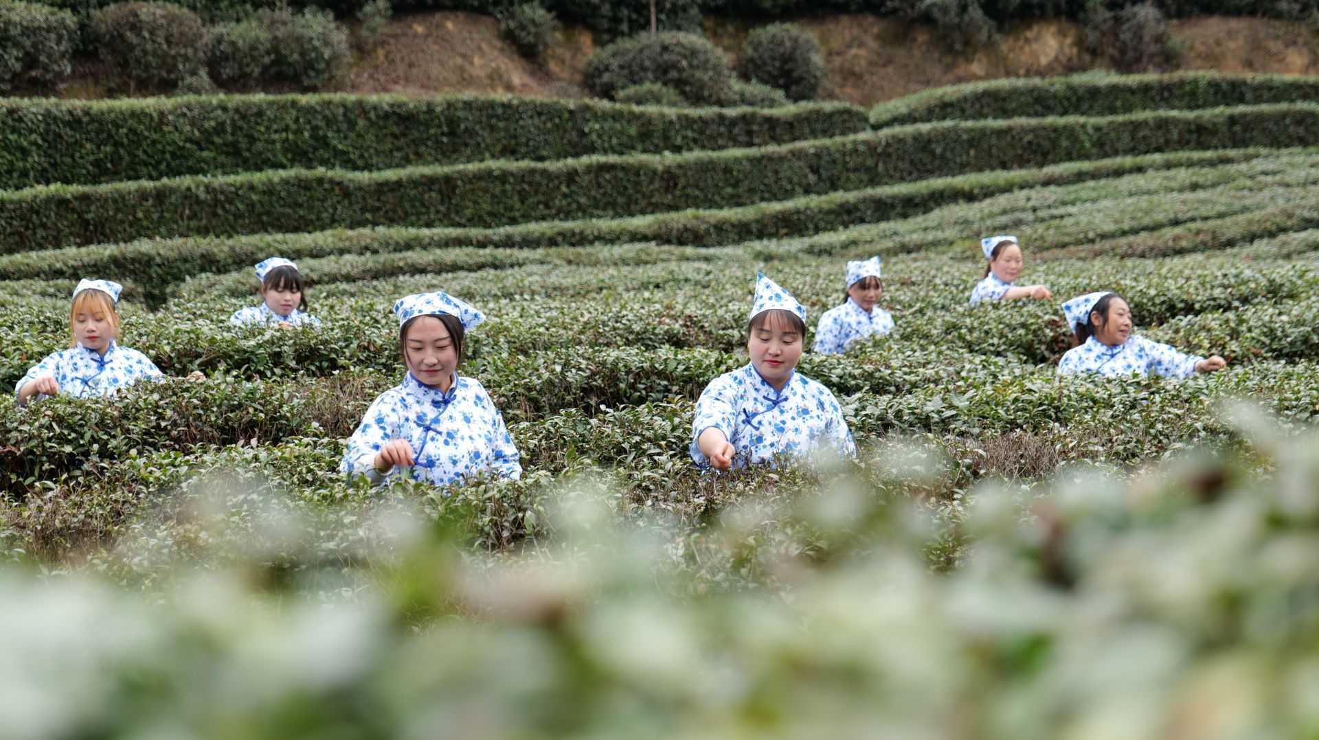 汉中城固首届茶农丰收节暨山花茶业开园启动仪式顺利举行