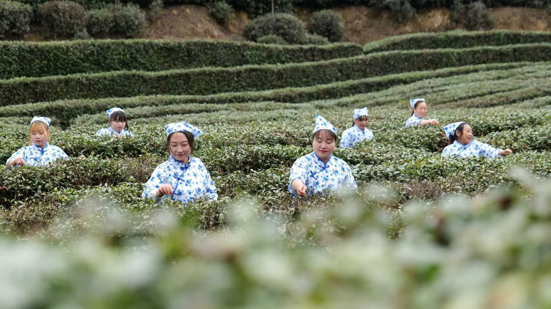 汉中城固首届茶农丰收节暨山花茶业开园启动仪式顺利举行