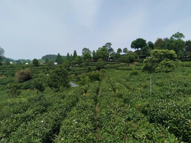 高质量发展看汉中丨在绿水青山间探寻产业兴农之路