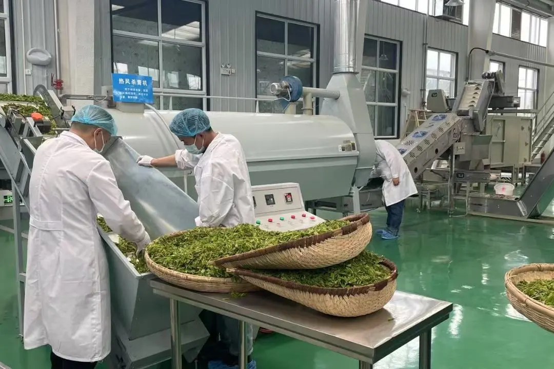 订单接到手软!汉中茶界“黑马”逆袭→