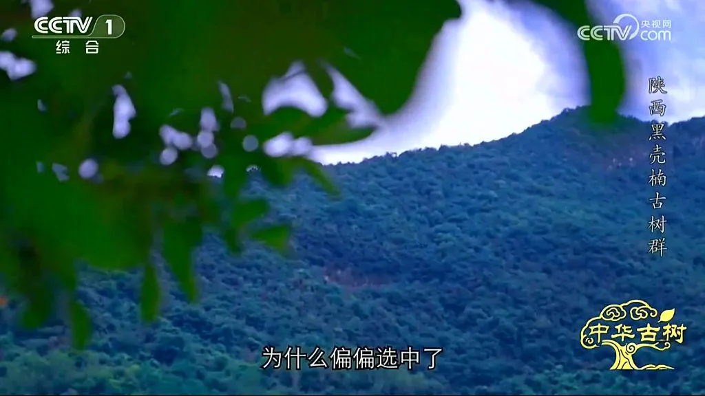 央视聚焦！西乡这片古树林惊艳了全国！