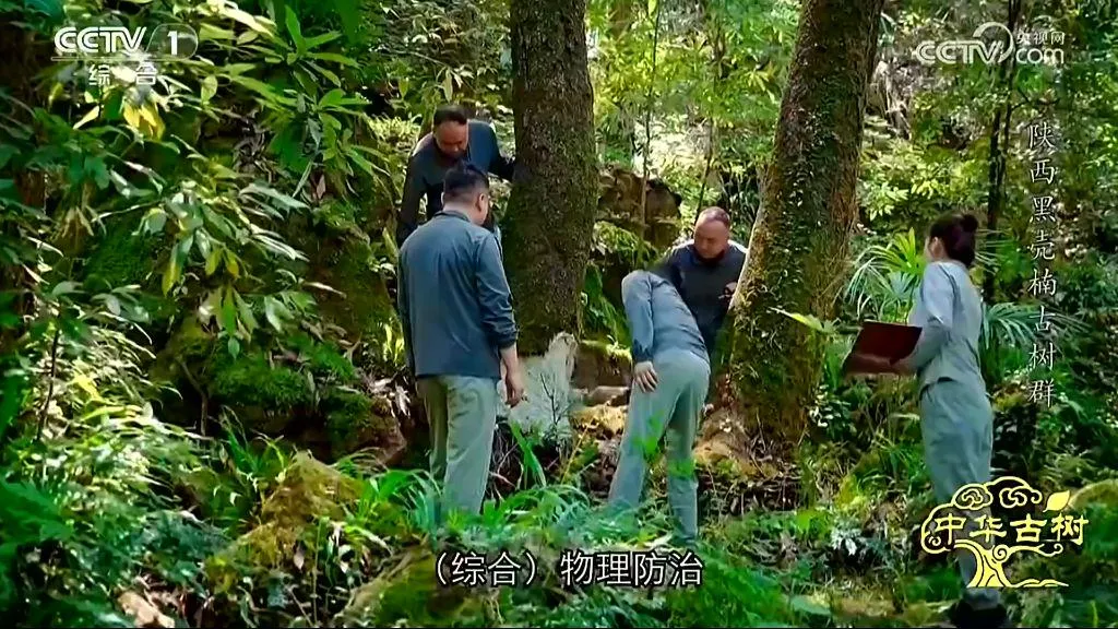 央视聚焦！西乡这片古树林惊艳了全国！
