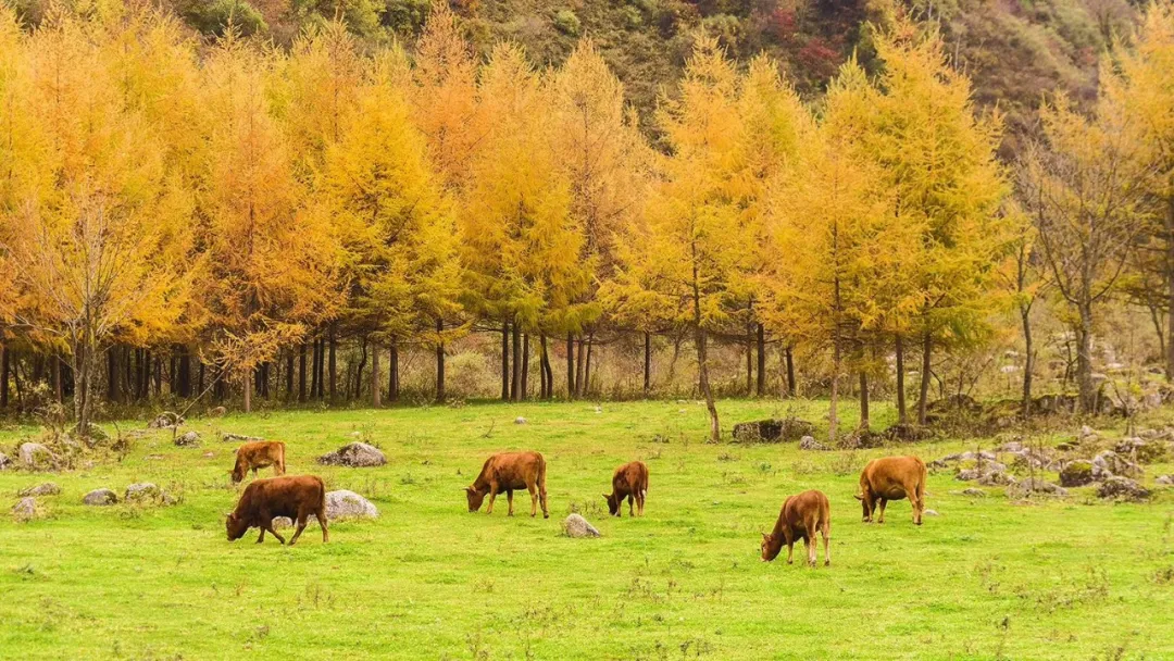 邂逅秦岭最美廊道，赴一场留坝秋日之约