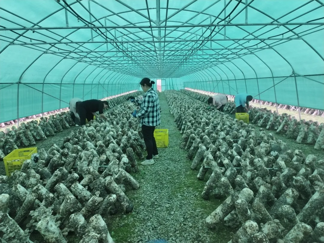汉中深山菌菇闯出国门!