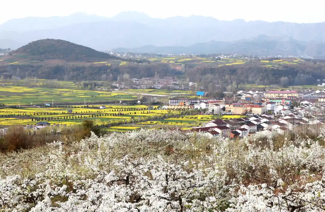 央视镜头对准汉中！解锁朱鹮故乡乡村振兴的“生态密码”→