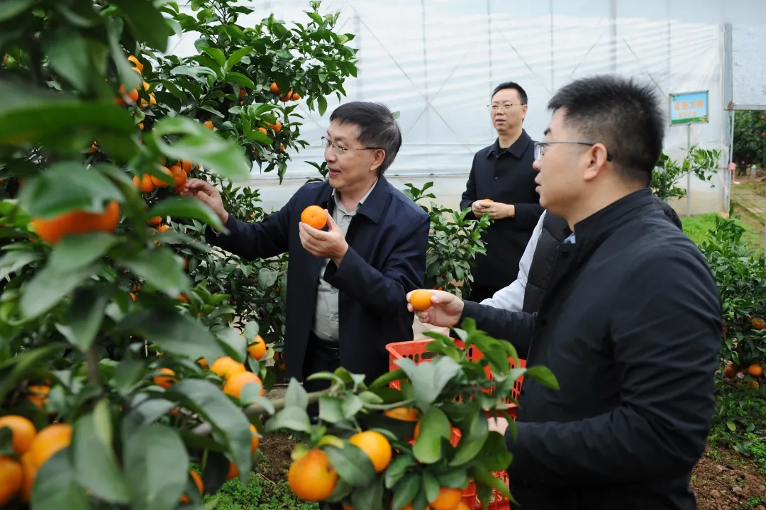 全国首个桔皮融合茶品！预计亩收益翻10倍→