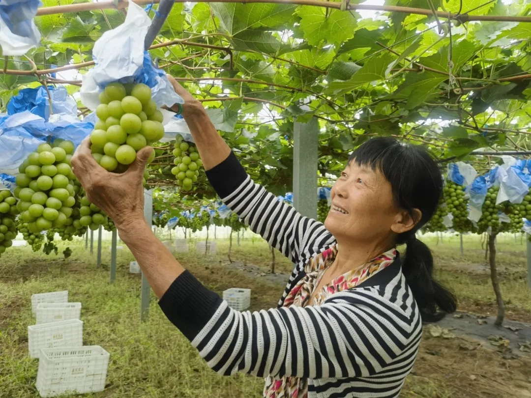总产值破40亿！汉中果业成农户甜蜜事业