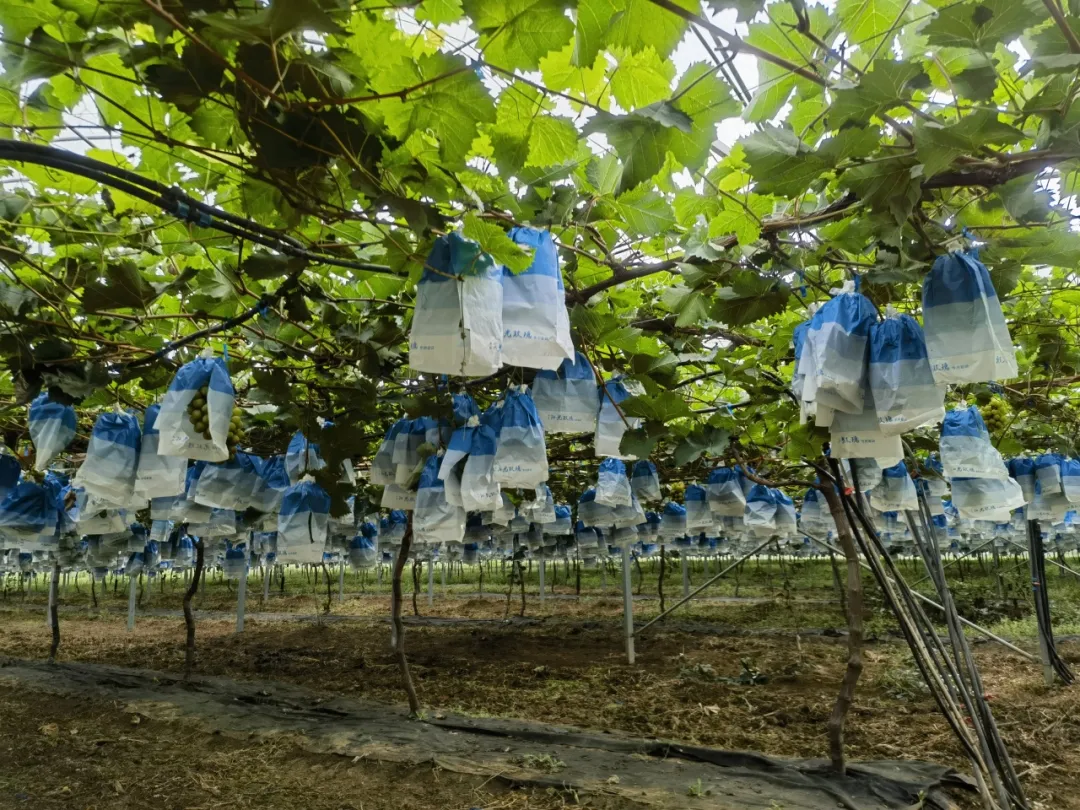 总产值破40亿！汉中果业成农户甜蜜事业
